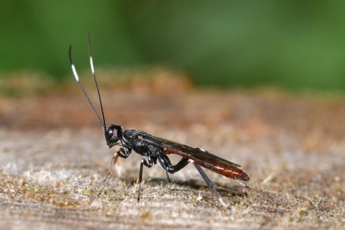 Xorides filiformis